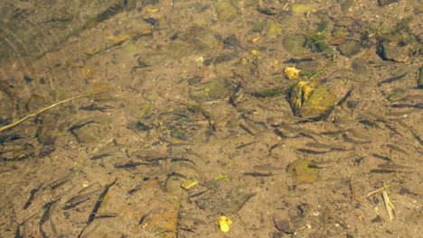 small fishes swimming in lagoon