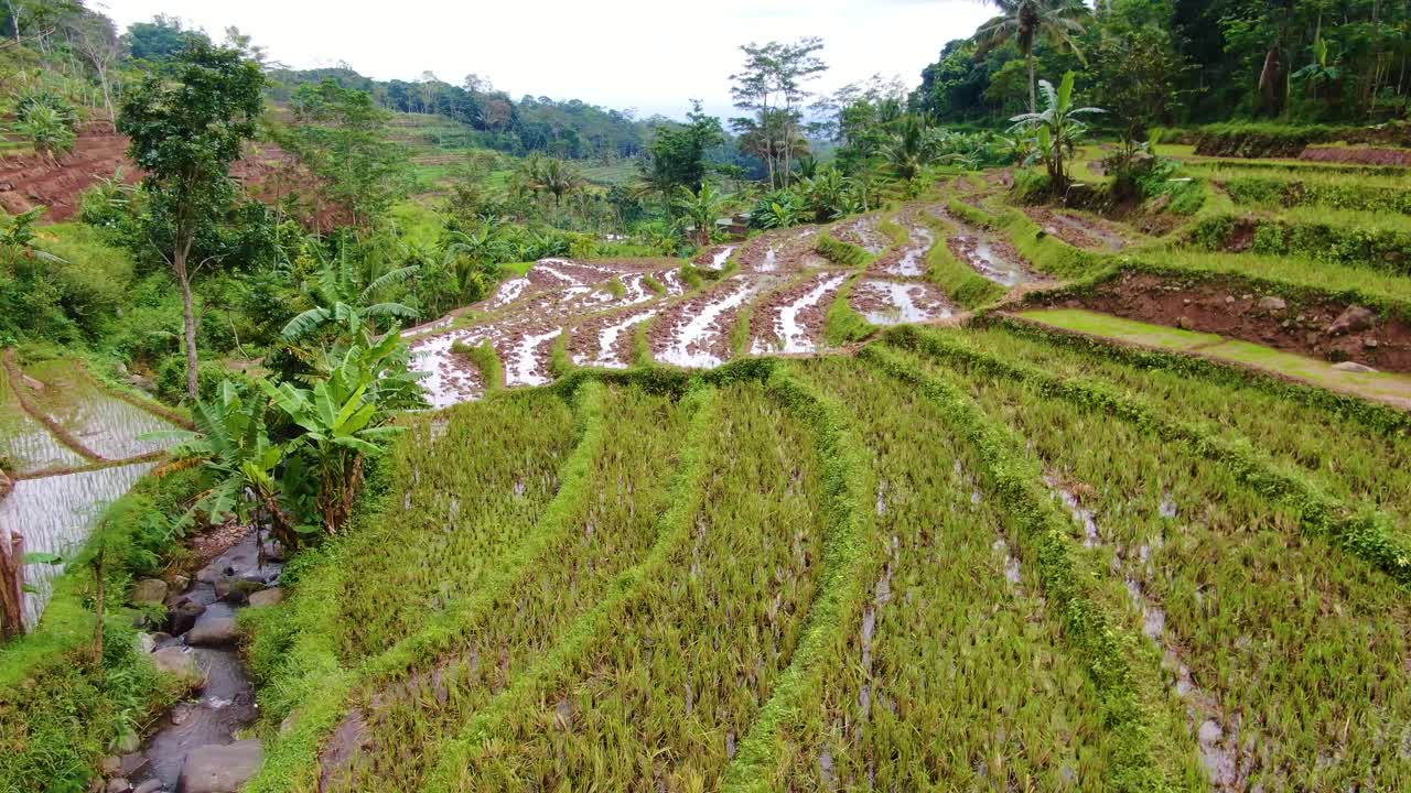 vista aérea de terrazas de arroz en el pueblo de selogriyo, indonesia después de la cosecha