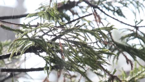 Sunshower,-rain-in-the-sun,-falls-on-Araucaria-tree-branches-in-Mexico-City,-Mexico