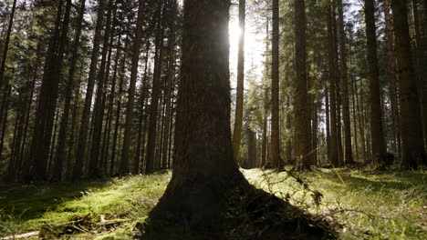 woman hiking in a sunny forest