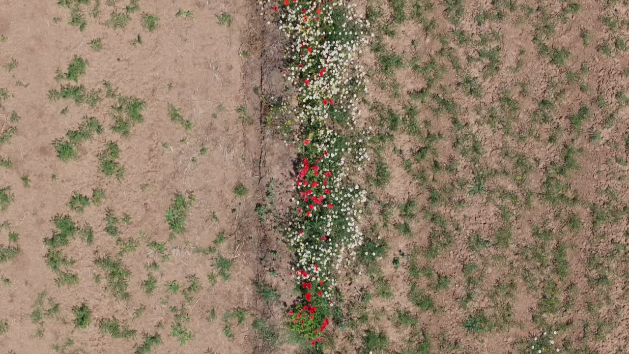 vuelo con un dron con una vista de arriba hacia abajo visualizando 2 parcelas de tierra divididas por una línea continua de varias flores, amapolas rojas, margaritas blancas y más, proporcionando una imagen enfocada y muy llamativa
