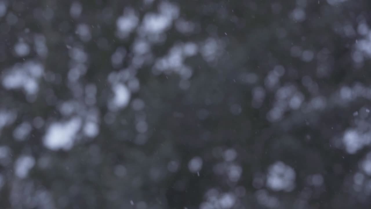movimiento lento de nieve blanca cayendo pacíficamente y moviéndose en el viento suave, en un bosque