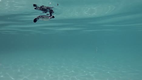 Young-Green-Sea-Turtle-Swimming-In-The-Sea