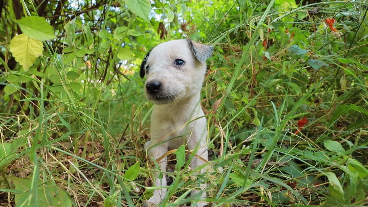 도시의 거리에서 노숙자 강아지들.