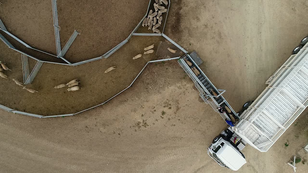 Vista dall'alto di pecore che si spostano da un camion di trasporto a un recinto circolare
