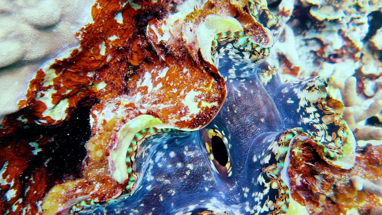 Câmera subaquática aproxima-se de uma grande amêijoa gigante repousando entre corais vibrantes em Palau.
