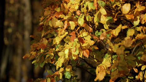 Autumn-landscape-forest-foliage.-Colorful-foliage-illuminated-bright-sunlight.