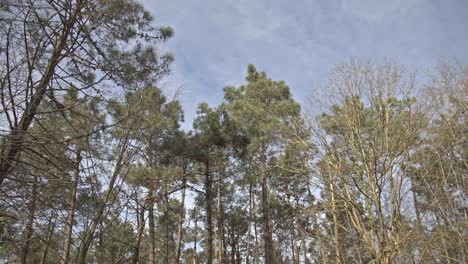 epic forest, trees, branches, leaves, roots, sun, clouds