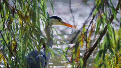 Close-up-of-a-heron-hunting-standing-in-a-river-behind-hanging-tree-branches