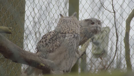 Eagle-owl-sitting-on-branche-and-flying-away