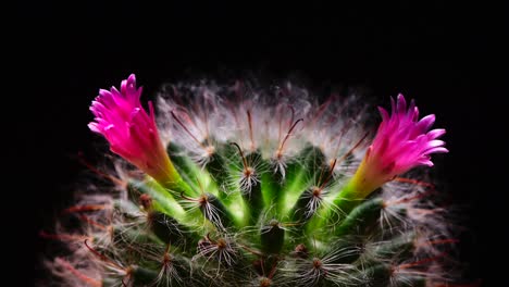 cactus flower life cycle. rendered with copy space for your text. this type of cactus flower blooms once a year for 24 hours. shot in a studio with a black background