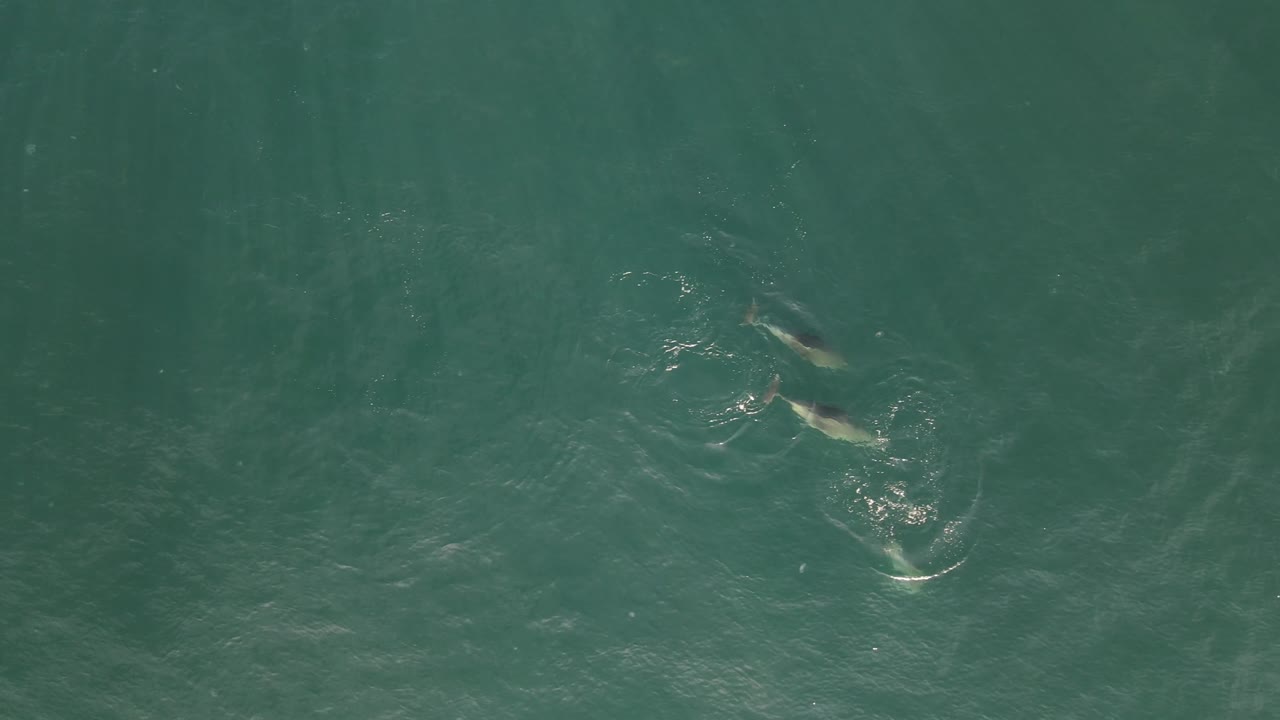 돌고래 게임 항공 비디오 이스탄불 칠면조