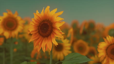 Herrliche-Szene-Mit-Leuchtend-Gelben-Sonnenblumen-Am-Abend