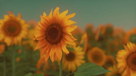 espléndida escena de girasoles amarillos vívidos por la noche