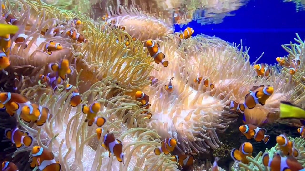 Pesci pagliaccio e pesci chirurgo che nuotano in acquario. Veri pesci dal film Alla ricerca di Nemo. Anemoni e coralli