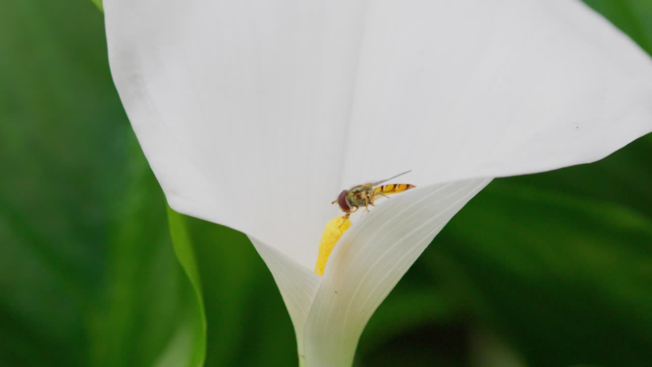 Insetto che raccoglie polline da un grande fiore di giglio bianco in estate