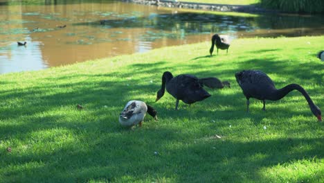 a group of birds eating food from lush green tropical grass by a lake on a sunny day