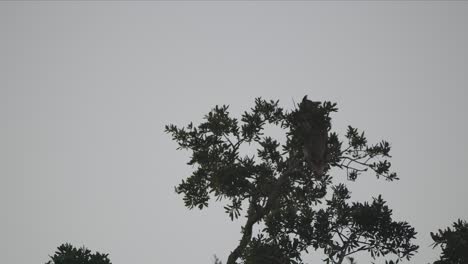 Great-horned-owl-flying-to-another-branch-in-tree