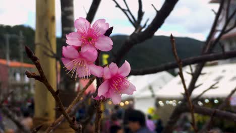 kanzakura japanese cherry blossom blowing in the wind