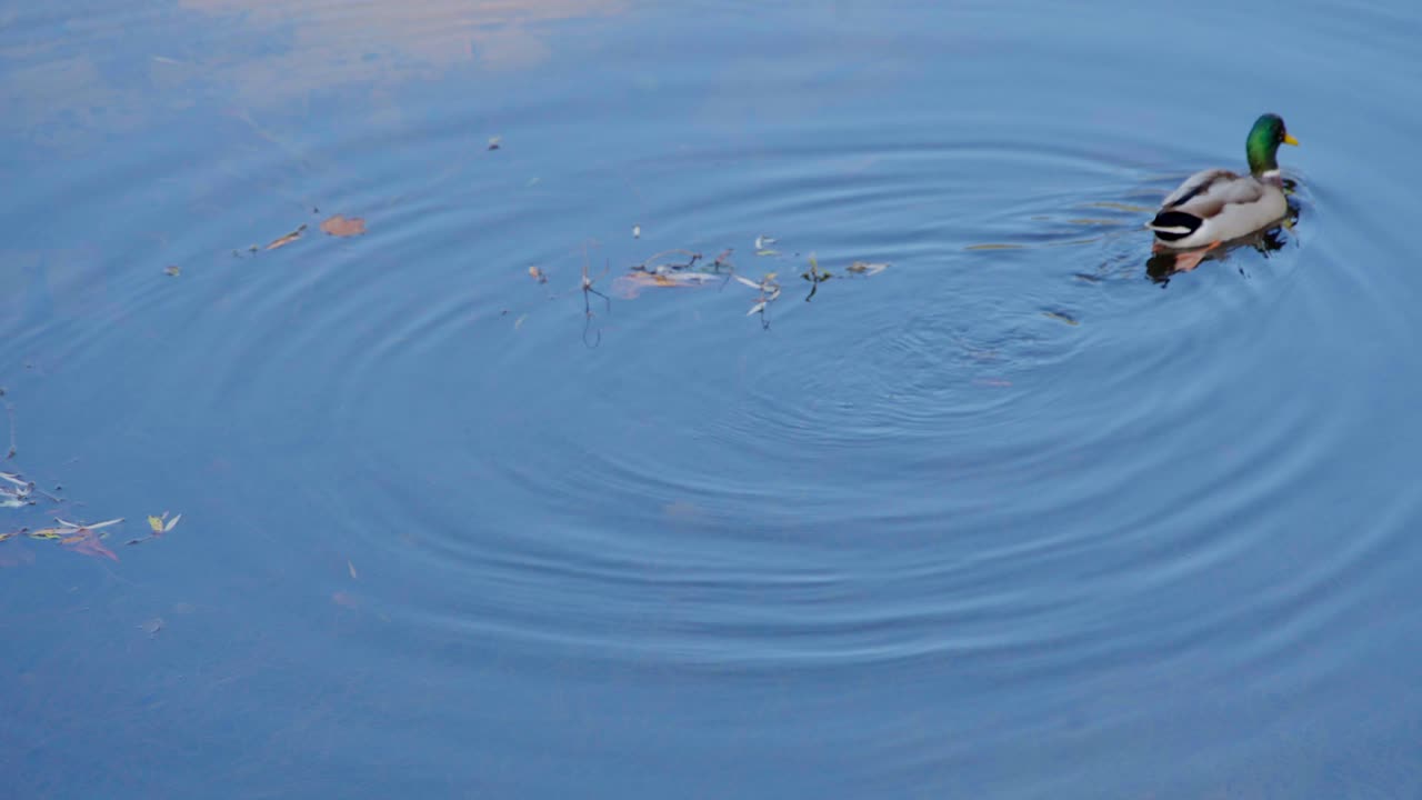 Alone duck in a river, the water is clear and blue, in autumn