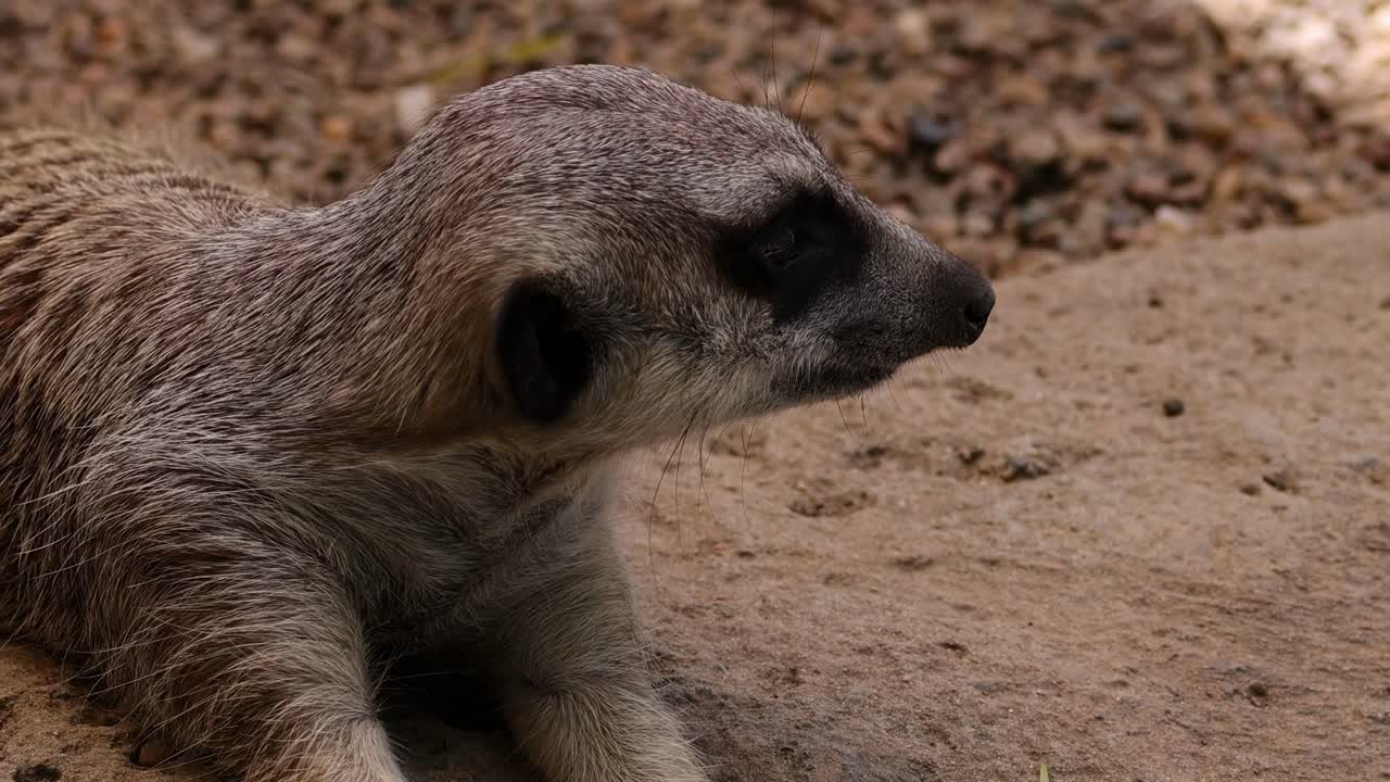 A meerkat rests on sandy terrain, occasionally glancing around its environment.