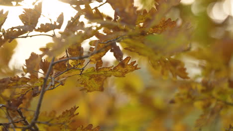 Hojas-De-Otoño-Iluminadas-Por-El-Sol-Que-Muestran-Una-Paleta-De-Colores-Cálidos,-Con-Un-Suave-Fondo-Bokeh.