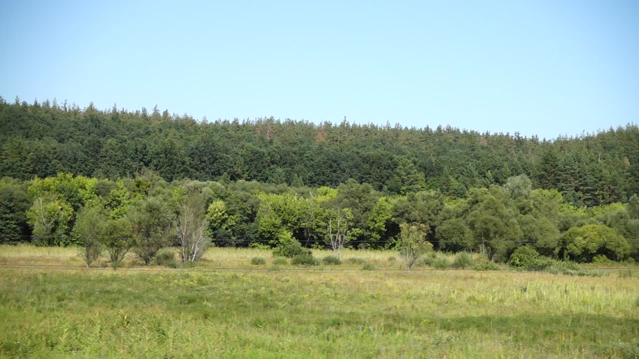Pine wood. Shooting in the movement