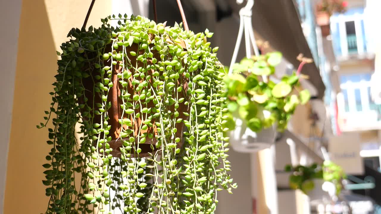 Hanging String of Beads Plant in a Potted Hanging Basket