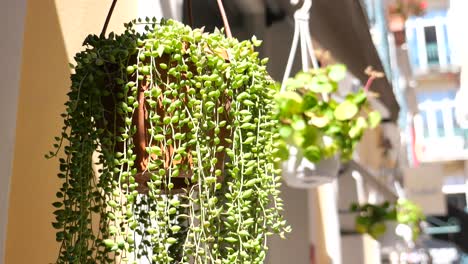 hanging string of beads plant in a potted hanging basket