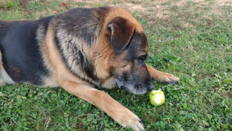 German-shepherd-breed-dog-that-bites-an-apple-to-eat-in-a-rested-posture-on-the-grass,-Shot-in-the-foreground,-A-Coruña,-Galicia,-Spain