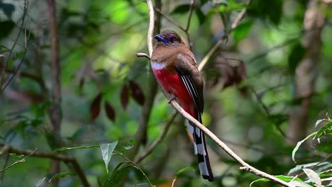 the red-headed trogon is a confiding medium size bird found in thailand