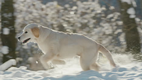 a golden retriever puppy runs through a snowy park. slow motion video