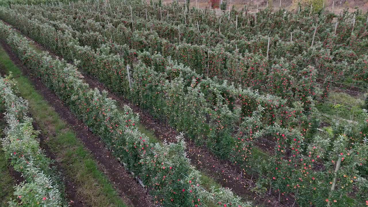 Rows of Plenty in the Okanagan Valley: A Bird's-Eye Perspective of Apple Tree Farms in British Columbia