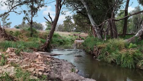 Un-Dron-De-Movimiento-Lento-Disparó-A-Través-De-Los-árboles-Sobre-Un-Río-Durante-El-Día