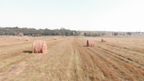 haystacks in field. ricks on wheat field. summer field with round hay bales. straw bales agriculture field. harvesting and agribusiness concept