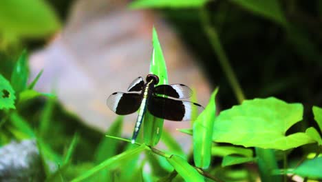 close up of a pied paddy skimmer dragonfly male resting on a leaf in bangladesh