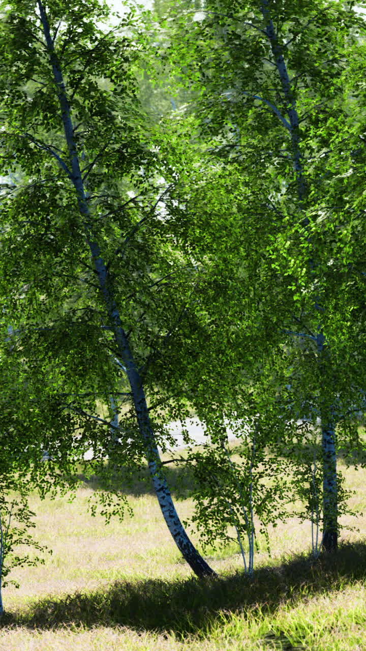Lush green birch trees in a tranquil meadow under bright sunlight
