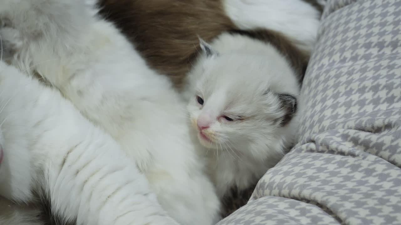 Family- new born ragdoll kid with mom and sibling