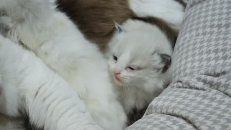 family- new born ragdoll kid with mom and sibling