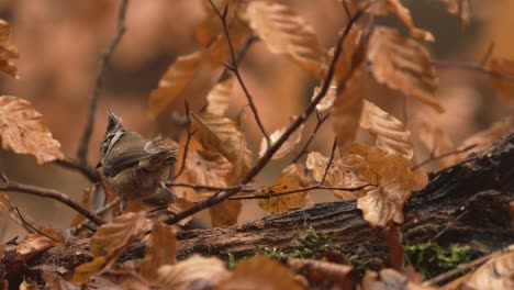 a small bird in an autumn forest