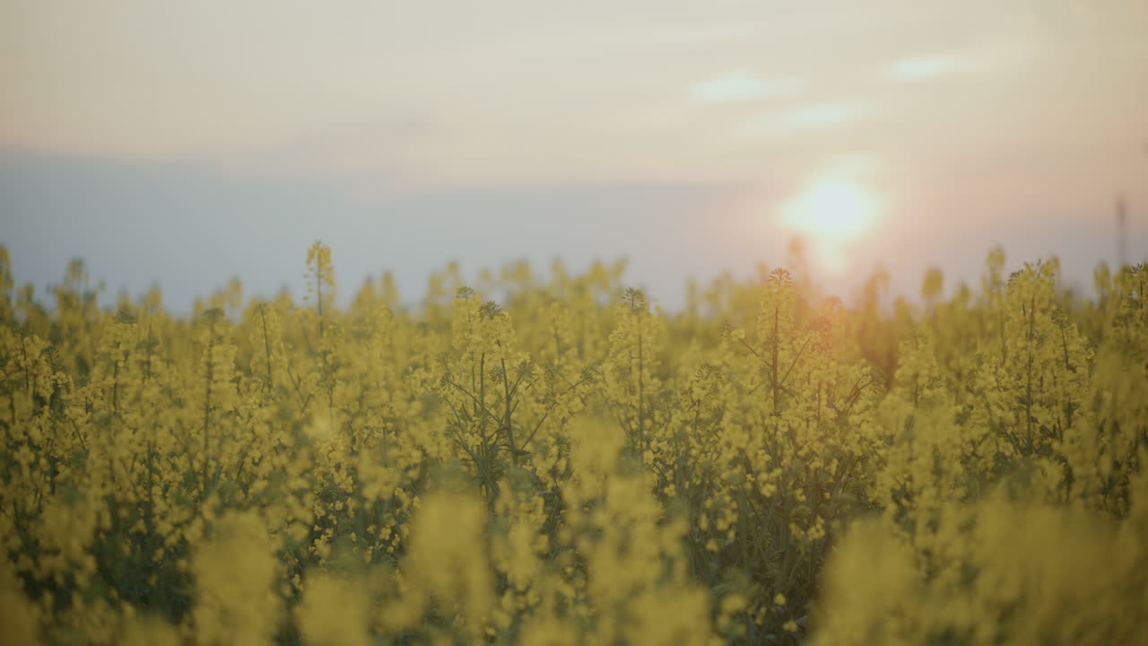 해가 지면 하늘을 배경으로 에 있는 식물들
