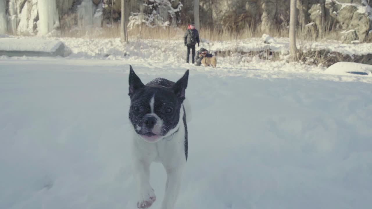 눈에서 실행 하는 프랑스 불독 눈에서 실행 하는 강아지