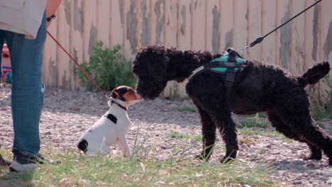 small dog greeting a bigger dog in colar in slow motion