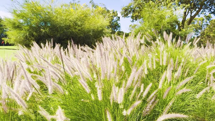 Leggero movimento dell'erba in un parco soleggiato