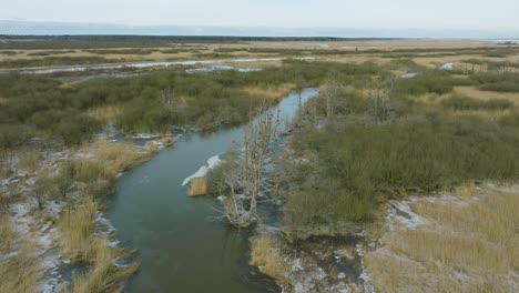 Aerial-establishing-view-of-empty-Great-Cormorant-,-sunny-winter-day,-dead-trees,-Barta-river,-drone-shot-moving-forward,-tilt-down