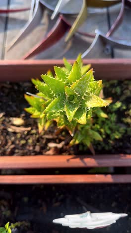 close-up of a small aloe plant in a wooden planter