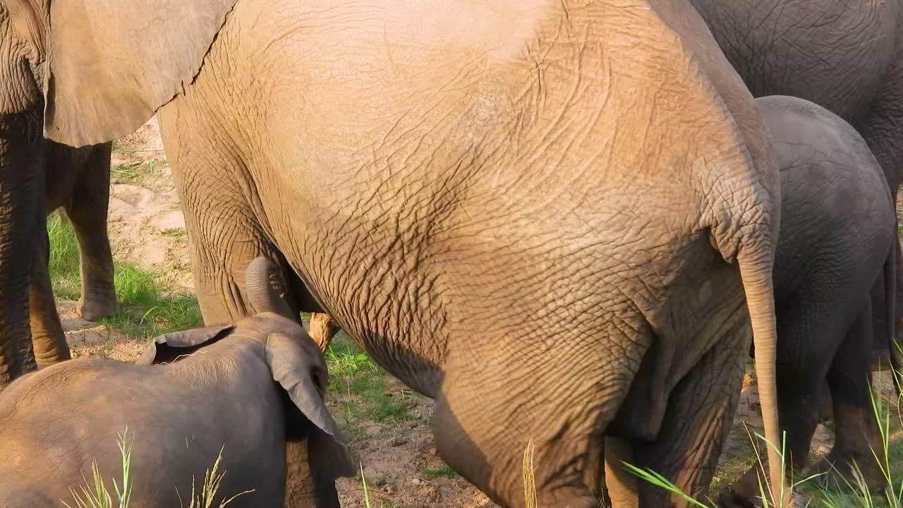 Herd of Elephants in Kruger National Park, South Africa