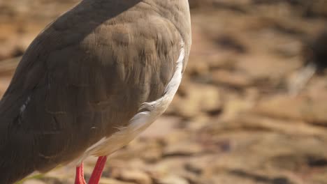 closeup tilt down from head of crowned lapwing bird to feet and tilt up back