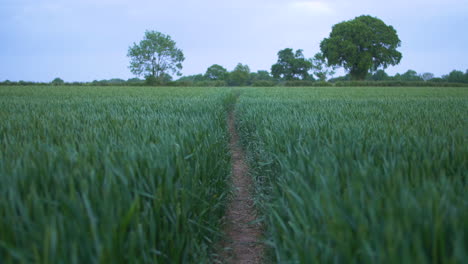 Peaceful-path-through-a-green-field-in-Rivenhall