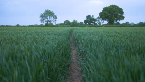 Camino-Pacífico-A-Través-De-Un-Campo-Verde-En-Rivenhall